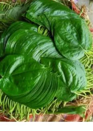 Betel Leaf (Paan Patta) 10 pcs